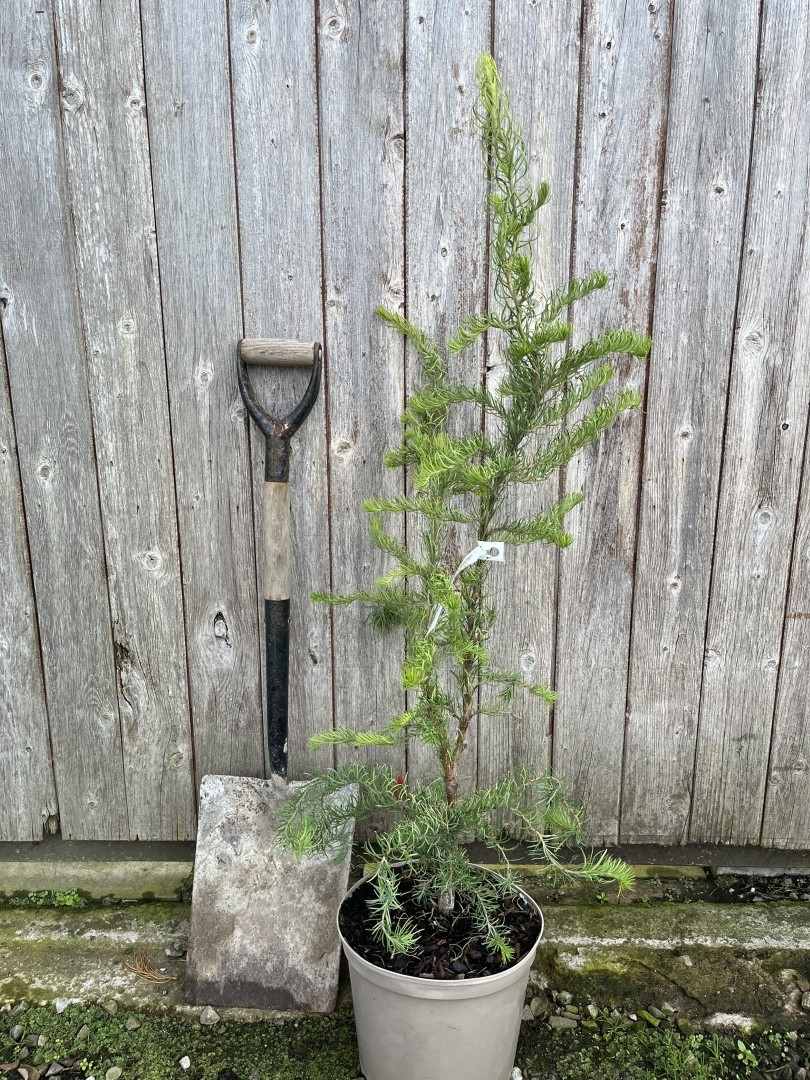 Japanese Larch 'Diana' 80/100cm (7.5L)
