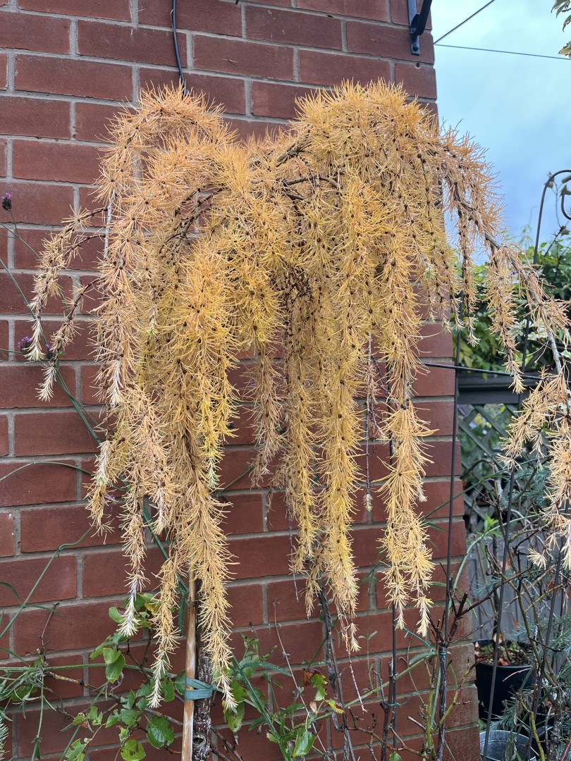 Japanese Larch 'Stiff Weeper' 150cm/175cm (25L) - Image 7
