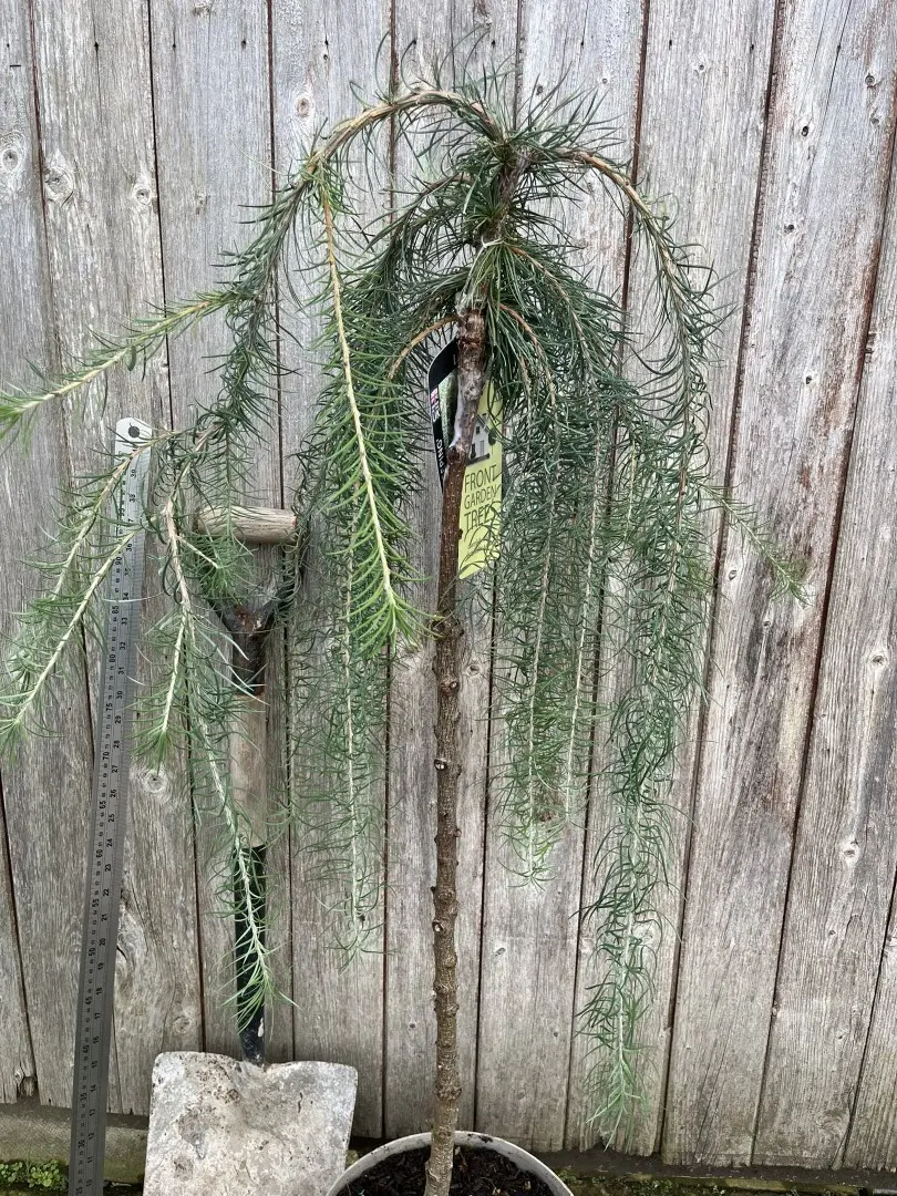 Japanese Larch 'Stiff Weeper' 120/140cm (5L) - Image 3