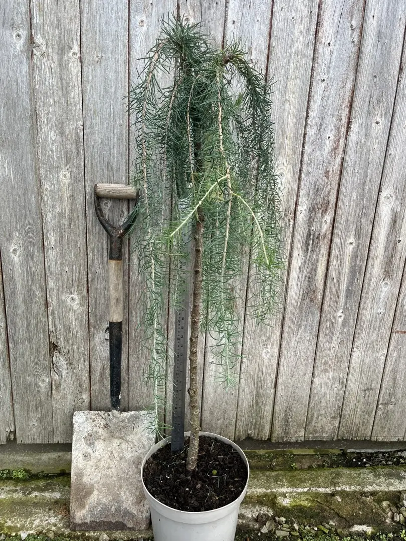 Japanese Larch 'Stiff Weeper' 120/140cm (5L) - Image 2