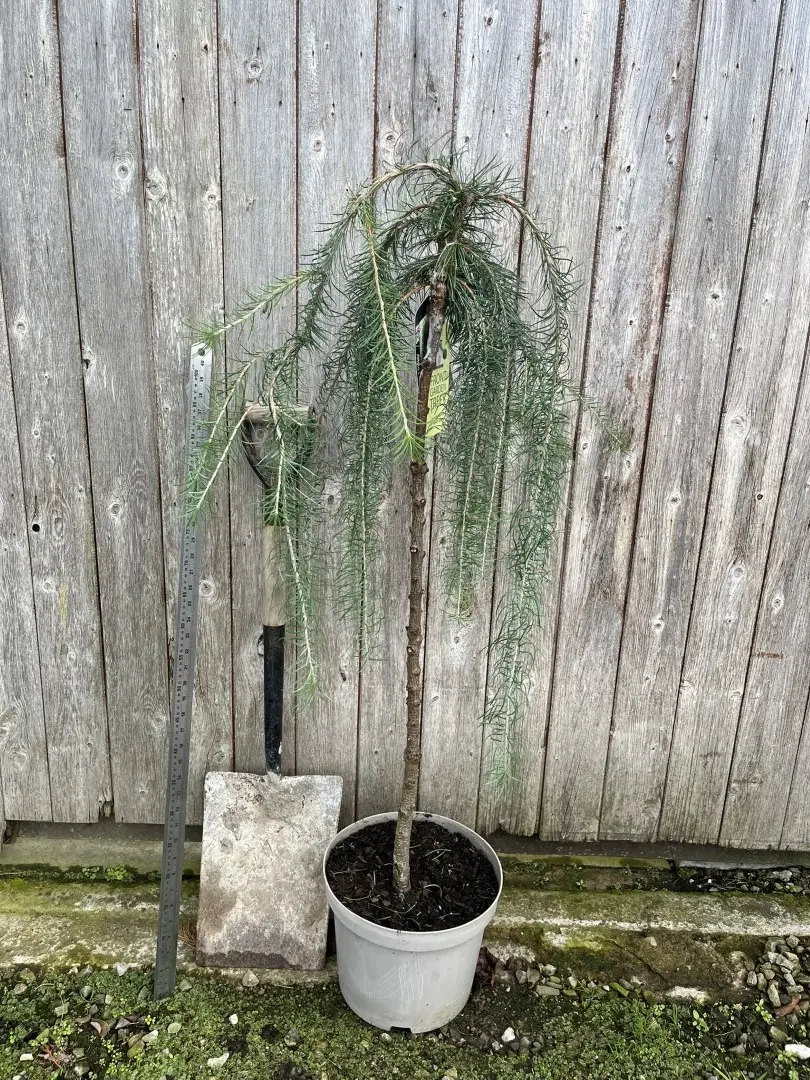 Japanese Larch 'Stiff Weeper' 120/140cm (5L)