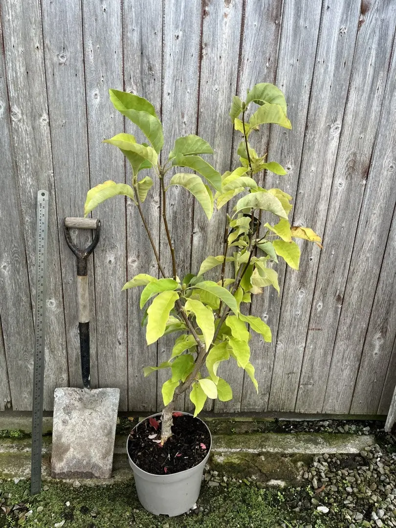 Magnolia 'Yellow Bird' 120/150cm (10L)