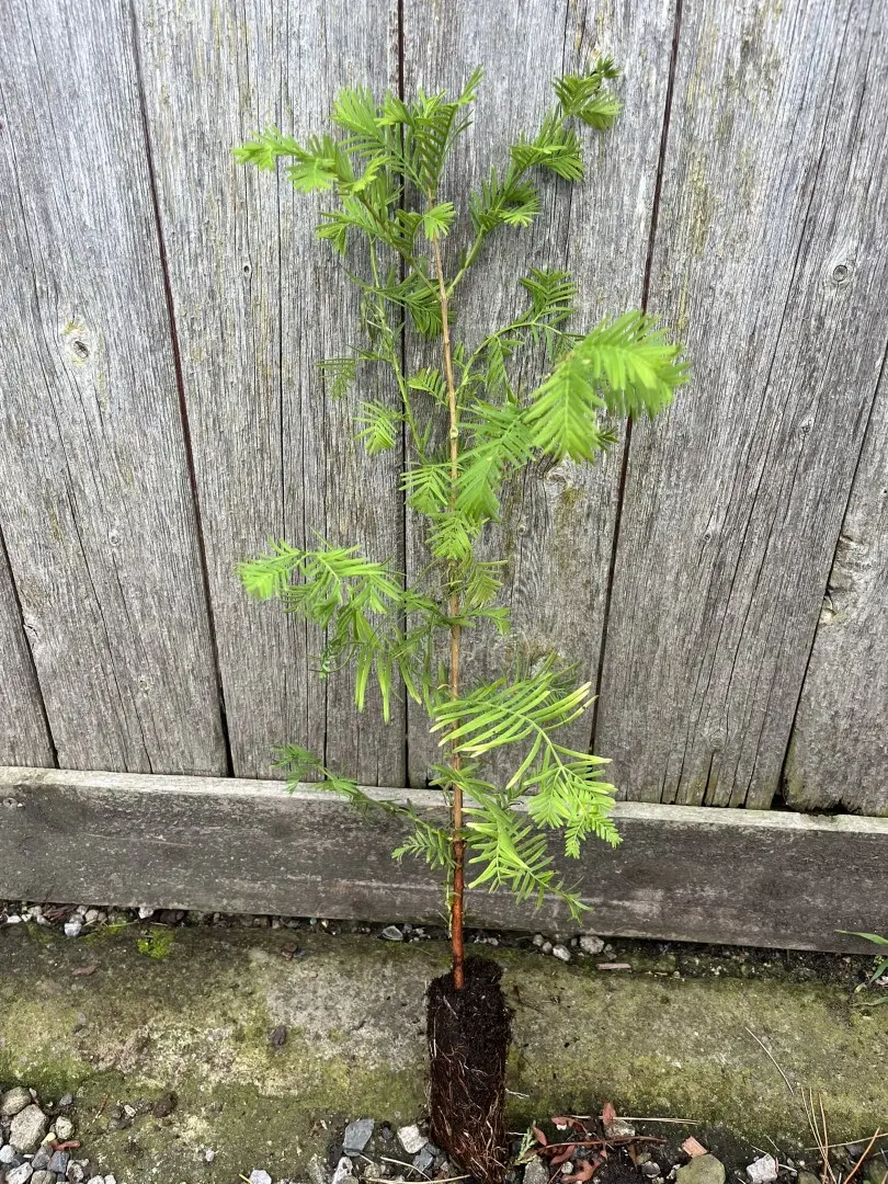Metasequoia glyptostroboides - Dawn Redwood 40/60cm (Cell)