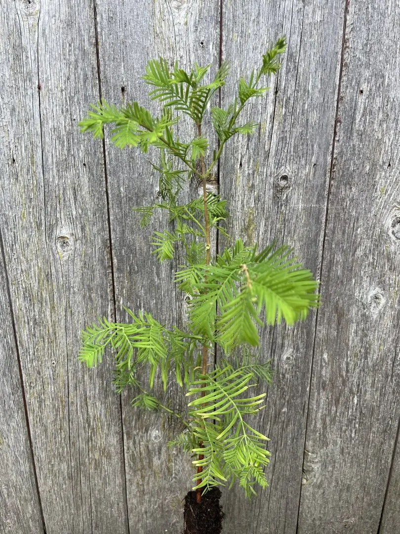Metasequoia glyptostroboides - Dawn Redwood 40/60cm (Cell)