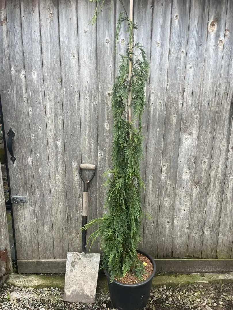 Nootka Cypress 'Strict Weeper' 150/175cm (20L) - Image 4