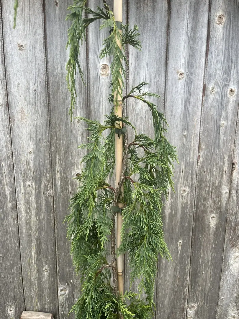 Nootka Cypress 'Strict Weeper' 150/175cm (20L) - Image 3