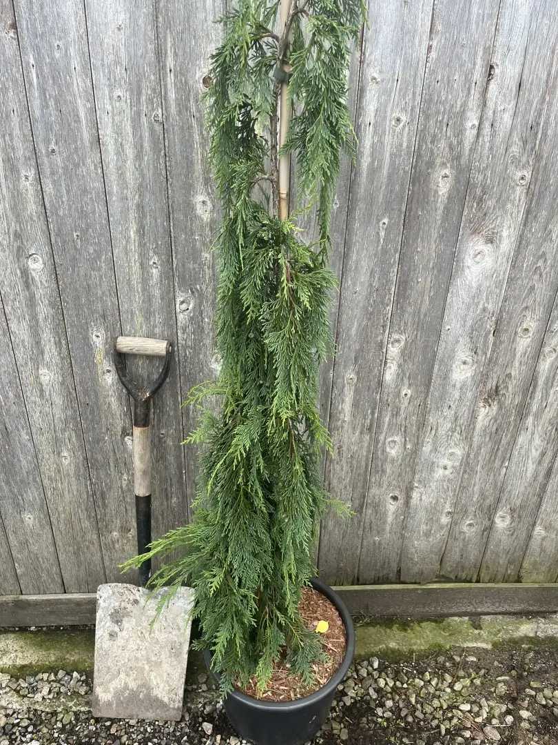 Nootka Cypress 'Strict Weeper' 150/175cm (20L) - Image 2