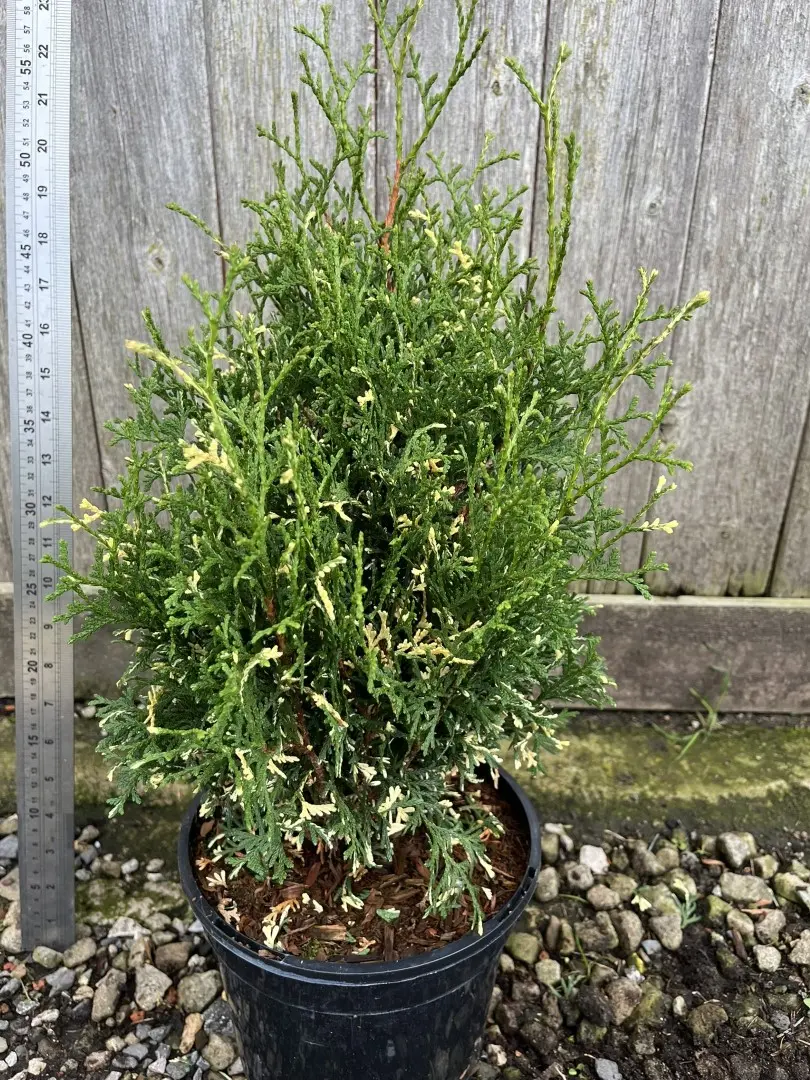 Northern White Cedar 'Konfettii' 20/40cm (3L) - Image 6
