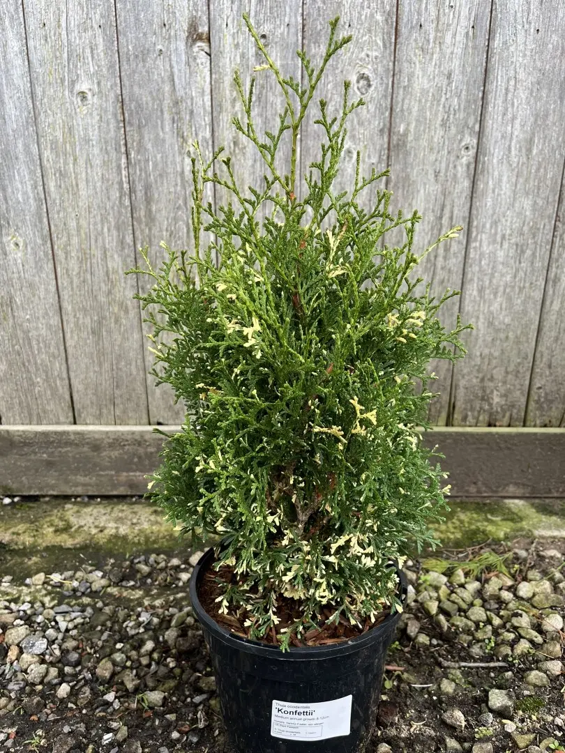 Northern White Cedar 'Konfettii' 20/40cm (3L)