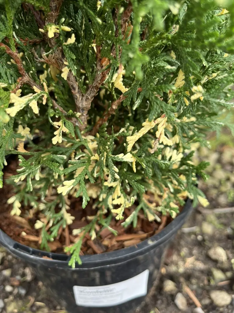 Northern White Cedar 'Konfettii' 20/40cm (3L) - Image 2
