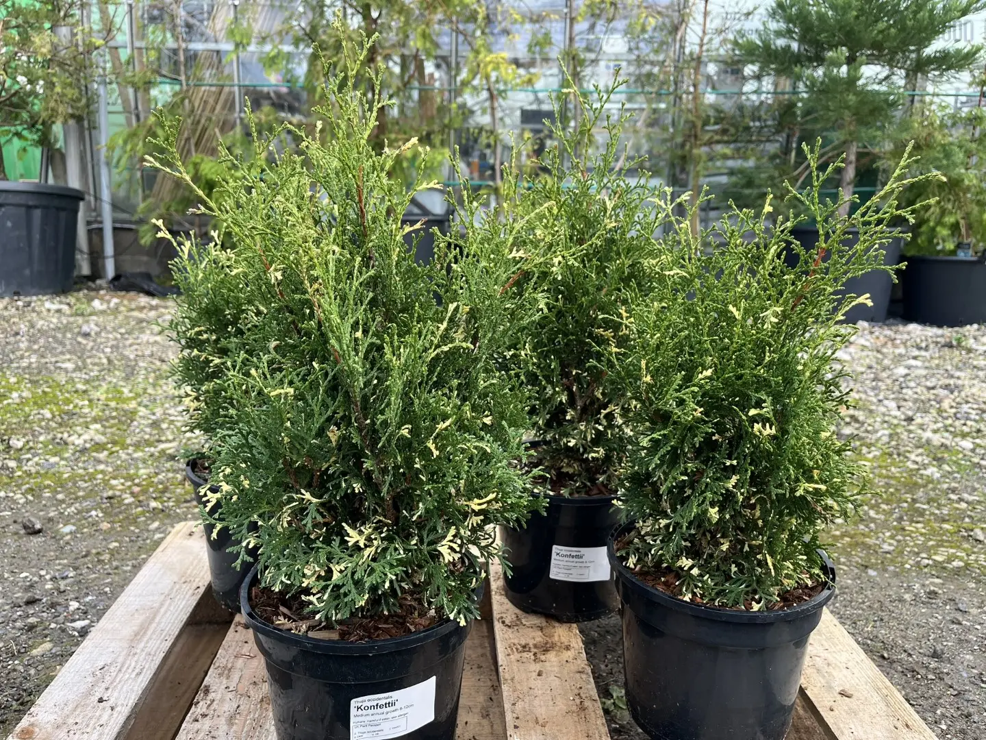 Northern White Cedar 'Konfettii' 20/40cm (3L) - Image 8
