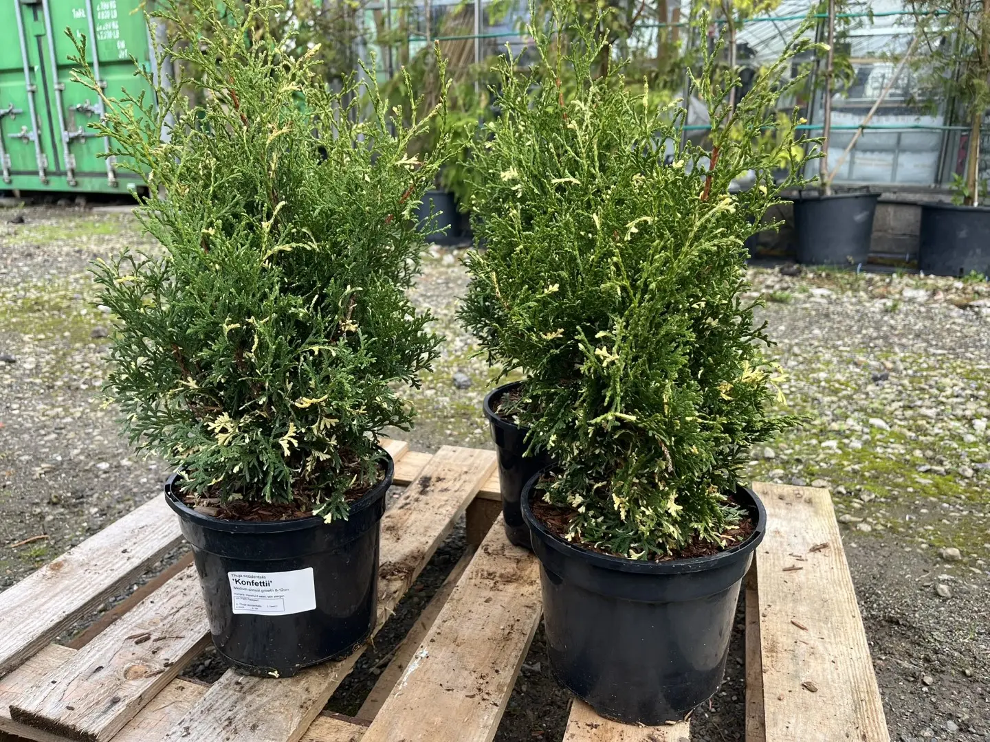 Northern White Cedar 'Konfettii' 20/40cm (3L) - Image 9