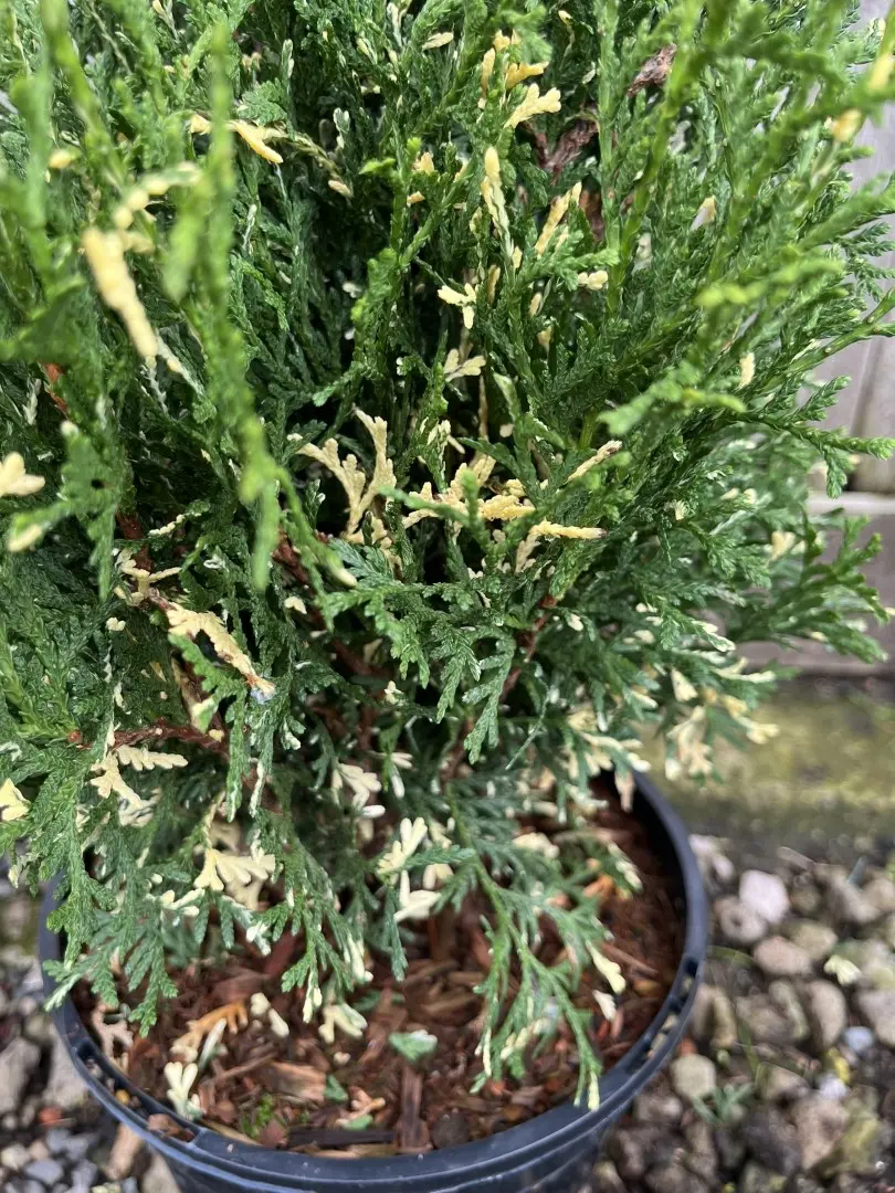 Northern White Cedar 'Konfettii' 20/40cm (3L) - Image 5