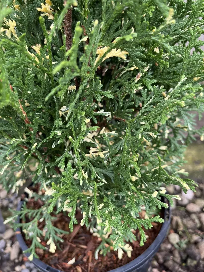 Northern White Cedar 'Konfettii' 20/40cm (3L) - Image 4