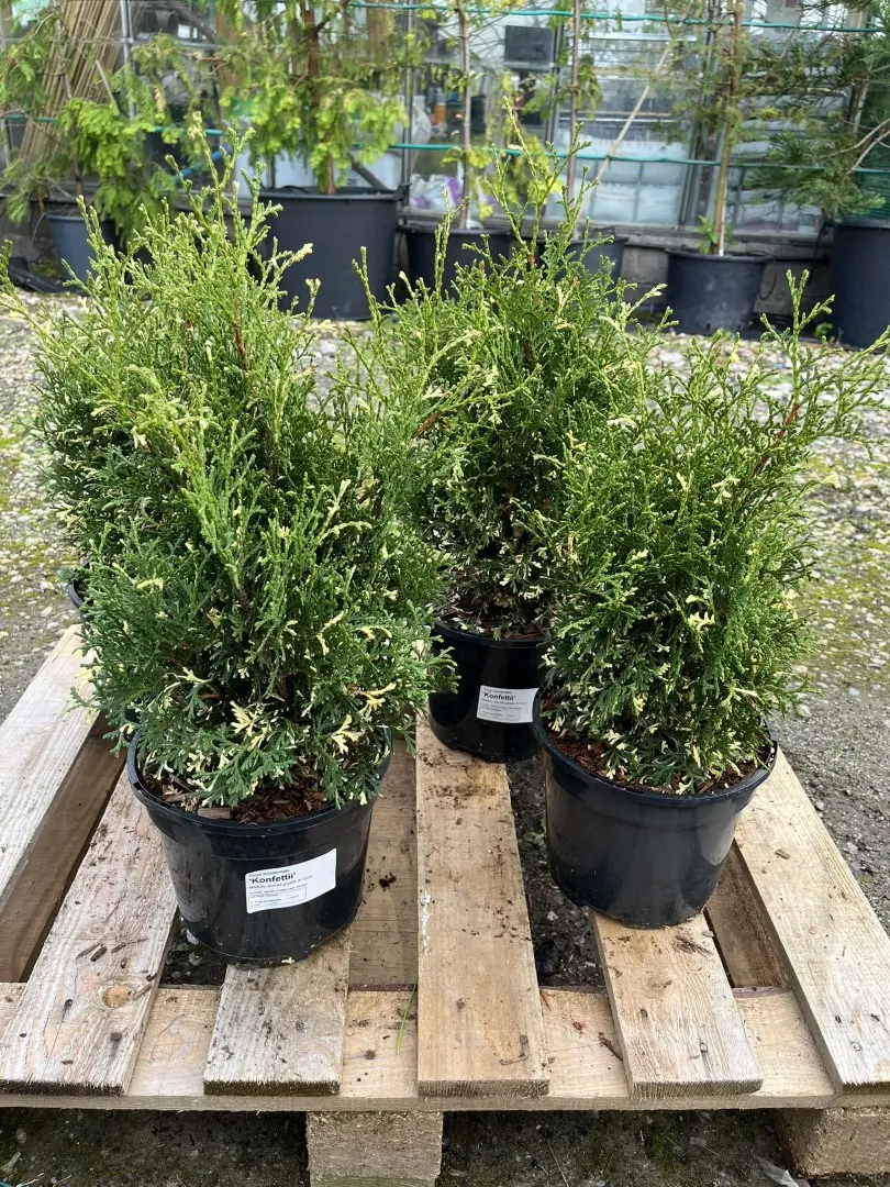 Northern White Cedar 'Konfettii' 20/40cm (3L) - Image 7