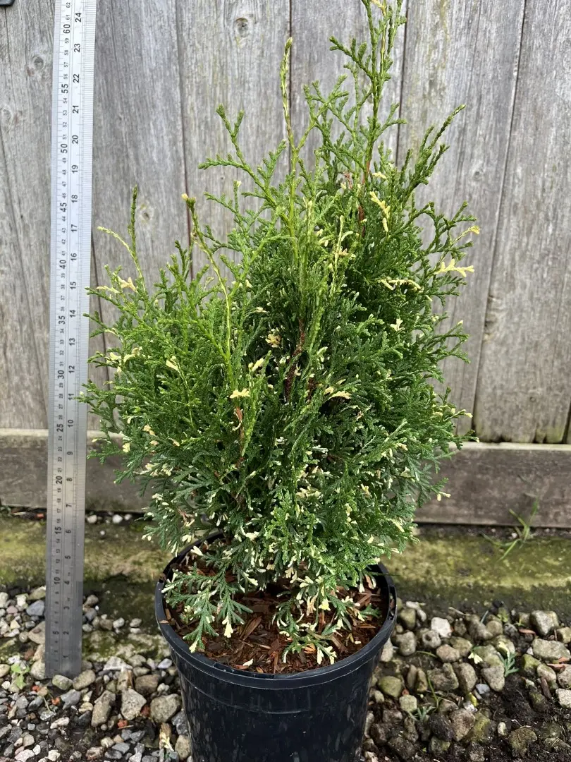Northern White Cedar 'Konfettii' 20/40cm (3L) - Image 3