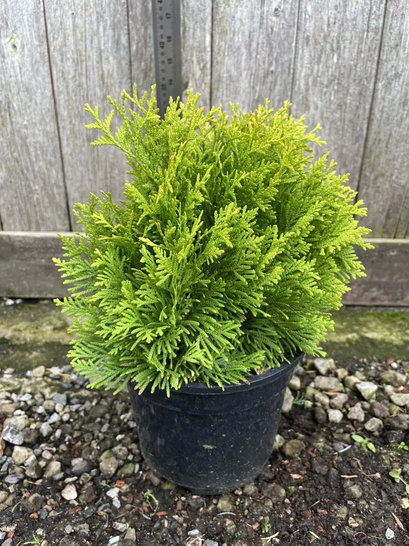 Northern White Cedar 'Yellow Diamond' 20/40cm (3L) - Image 4