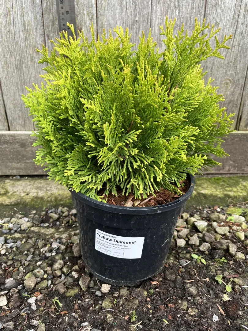 Northern White Cedar 'Yellow Diamond' 20/40cm (3L) - Image 2