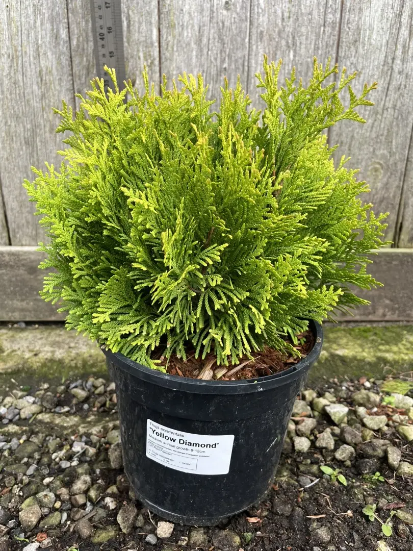 Northern White Cedar 'Yellow Diamond' 20/40cm (3L) - Image 3