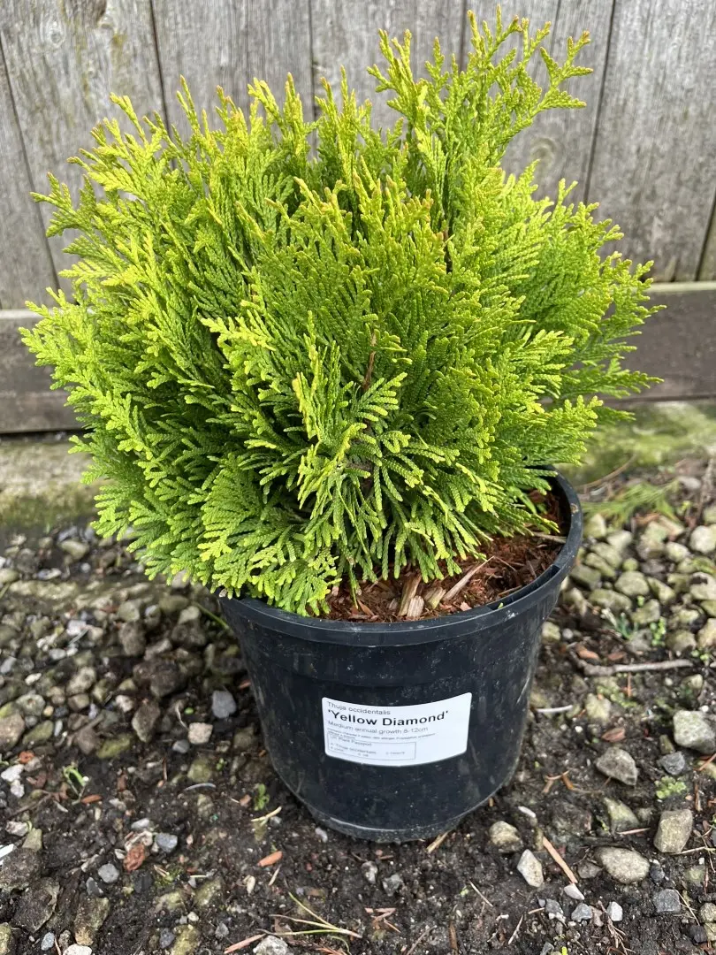 Northern White Cedar 'Yellow Diamond' 20/40cm (3L)