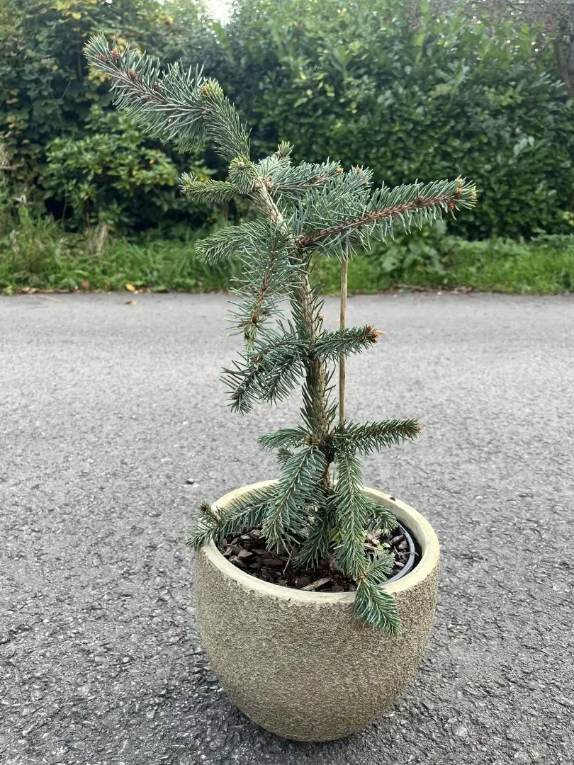 Norway Spruce 'Inversa Pendula' 20/40cm (5L) - Image 2