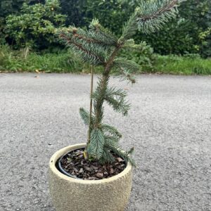 Norway Spruce 'Inversa Pendula' 20/40cm (5L)