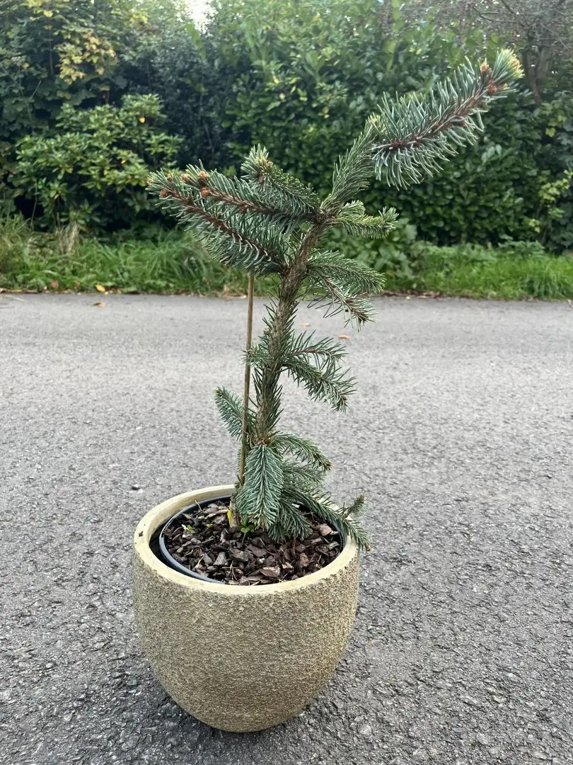 Norway Spruce 'Inversa Pendula' 20/40cm (5L)