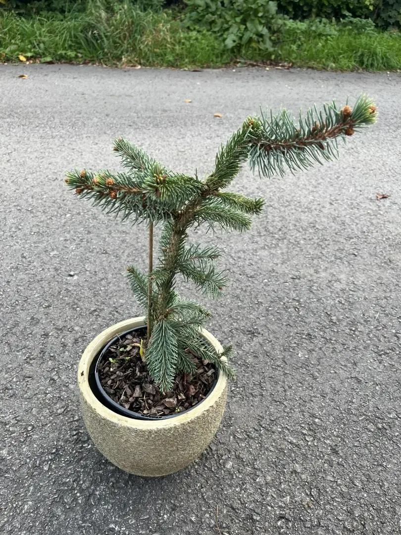 Norway Spruce 'Inversa Pendula' 20/40cm (5L) - Image 3