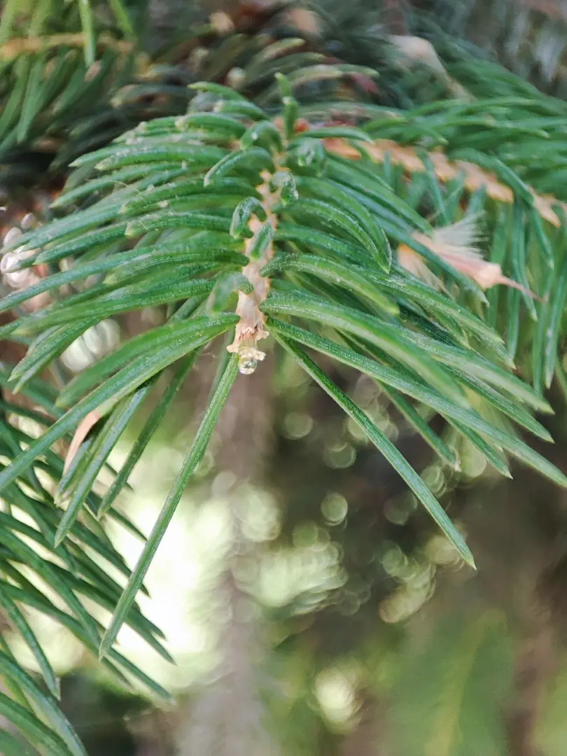 Qinghai Spruce Seeds - Image 3