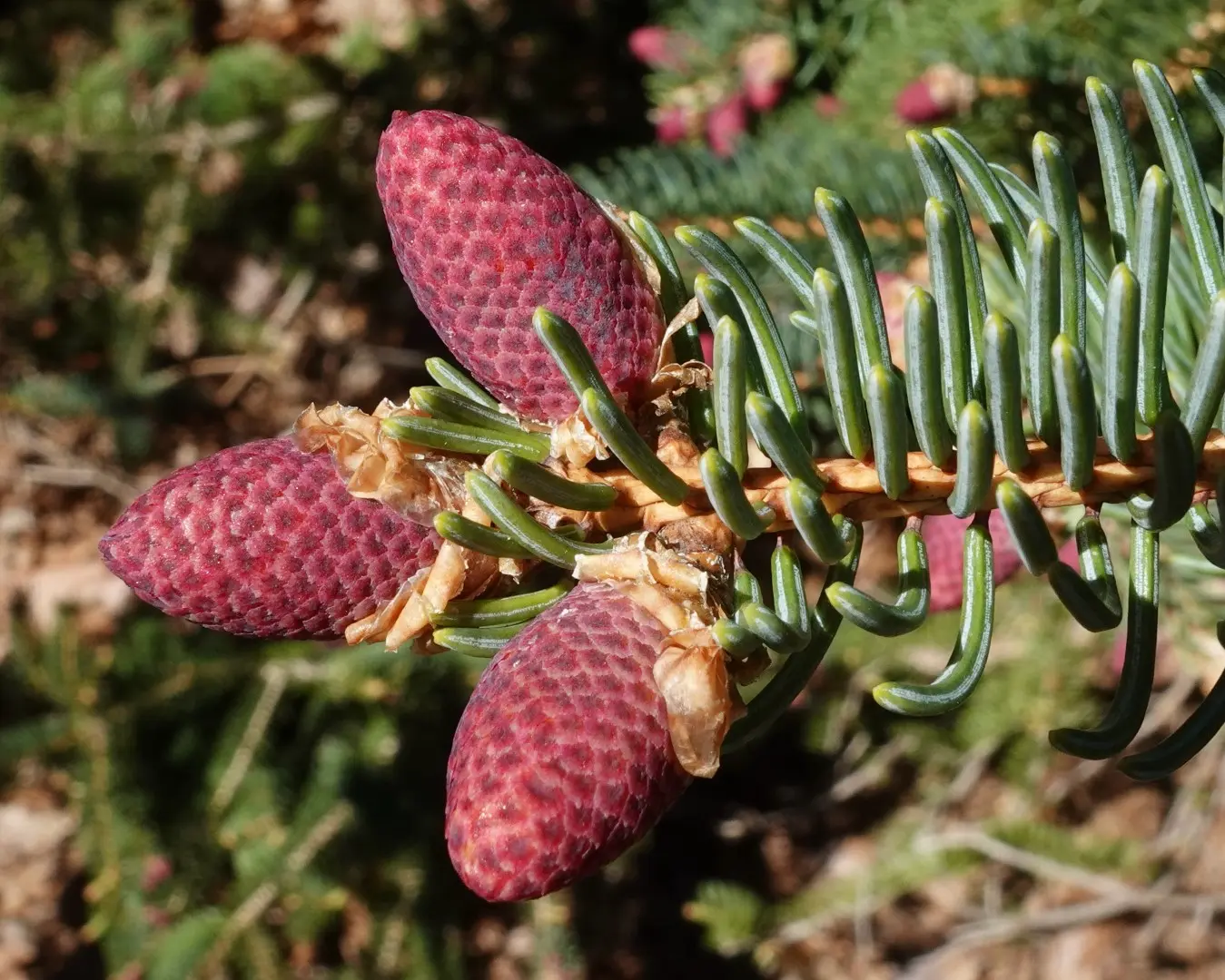 Qinghai Spruce Seeds - Image 2