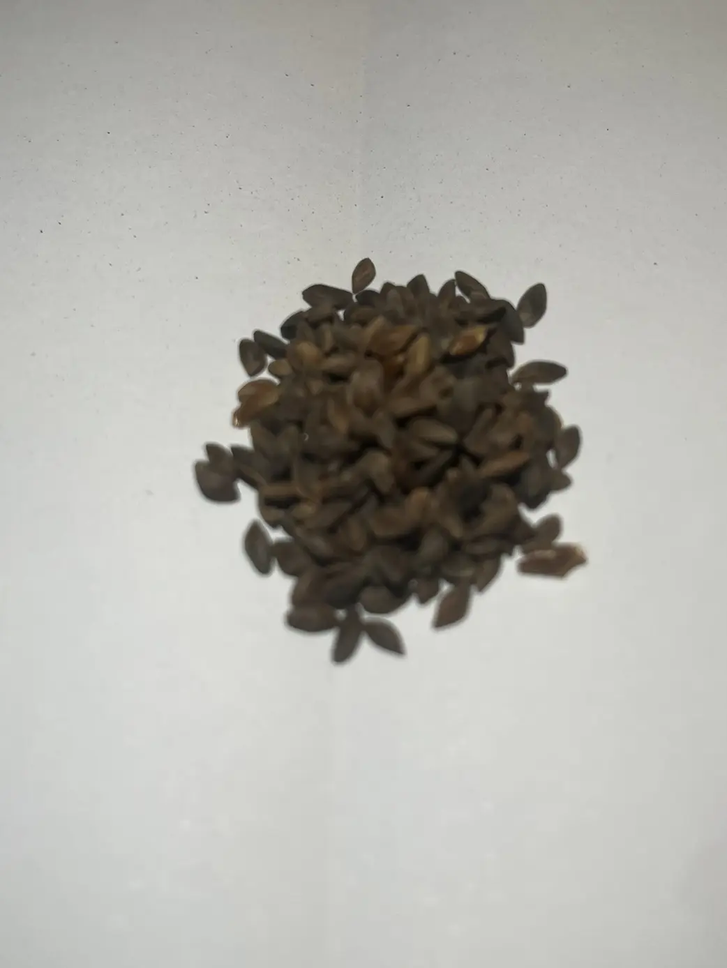 Qinghai Spruce Seeds - Image 4