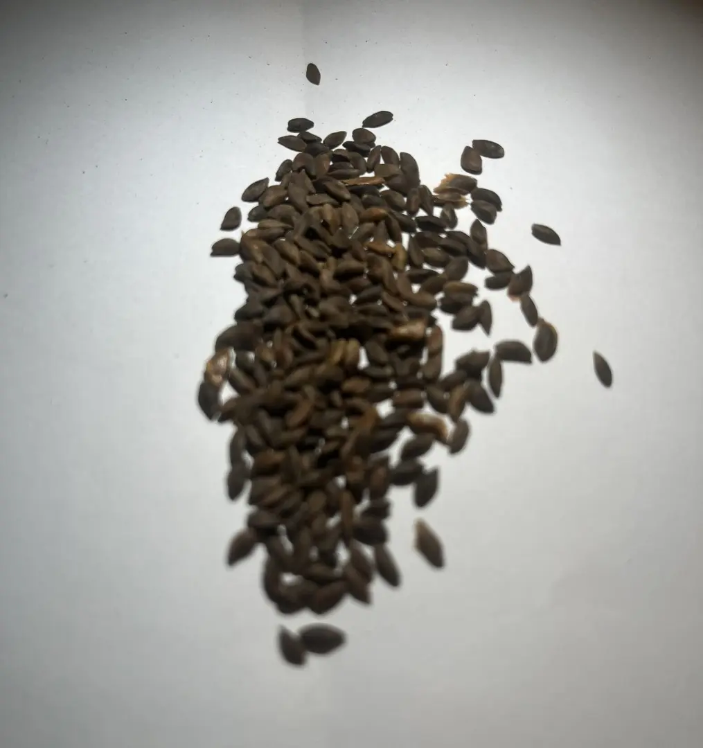 Lijiang Spruce Seeds - Image 6