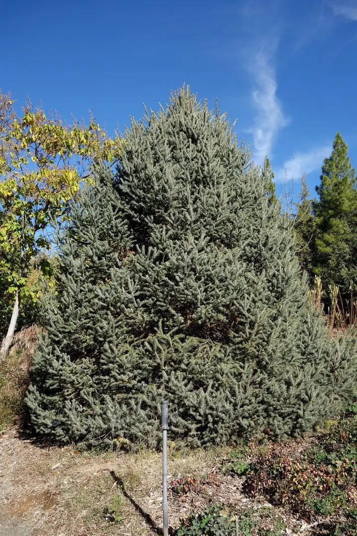Lijiang Spruce Seeds - Image 5