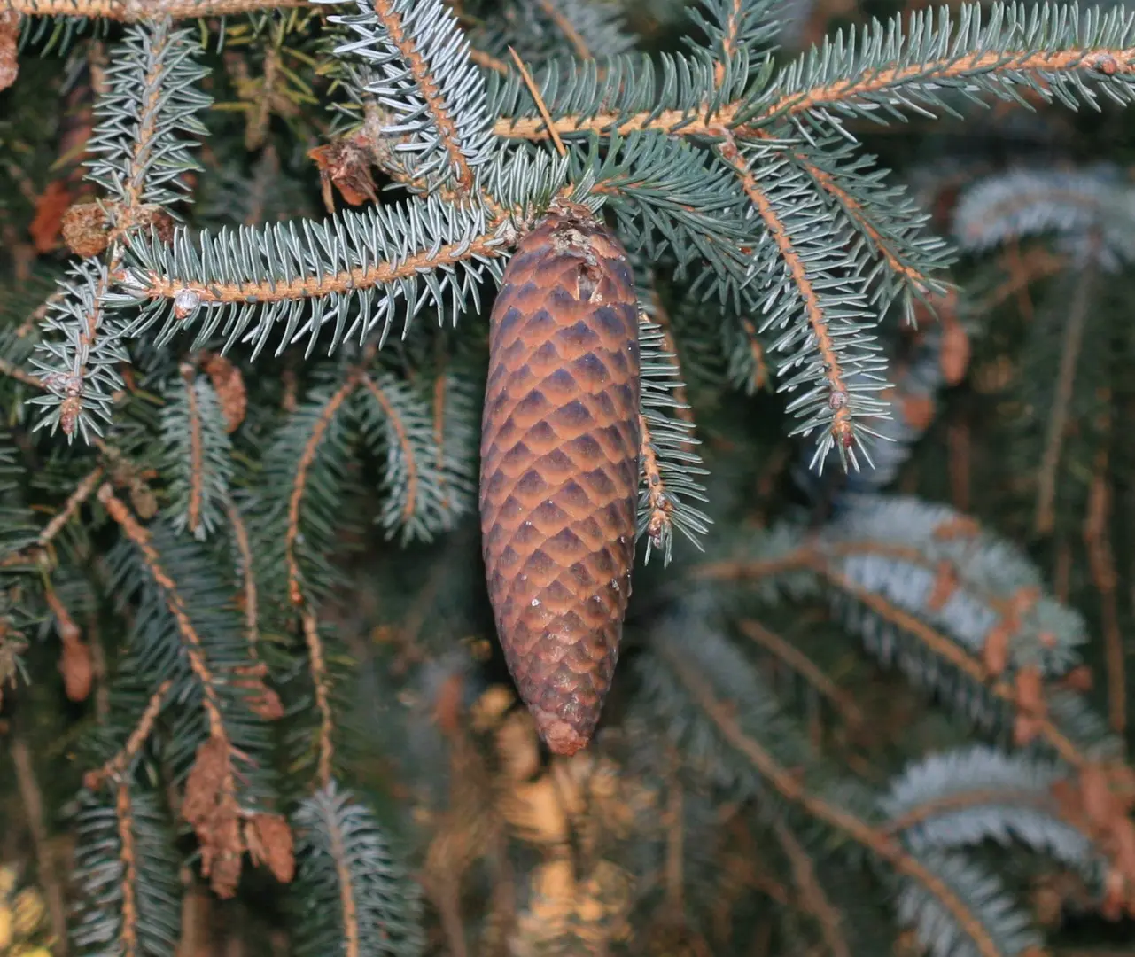 Lijiang Spruce Seeds - Image 4