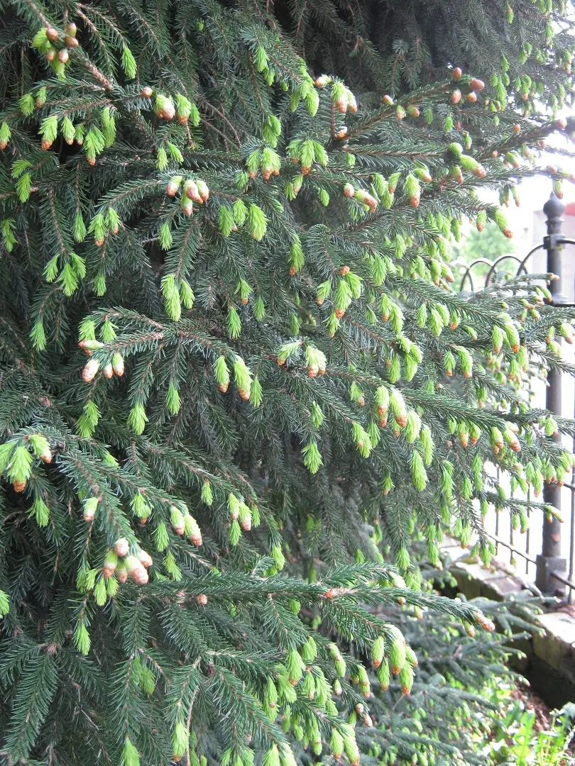 Lijiang Spruce Seeds - Image 3