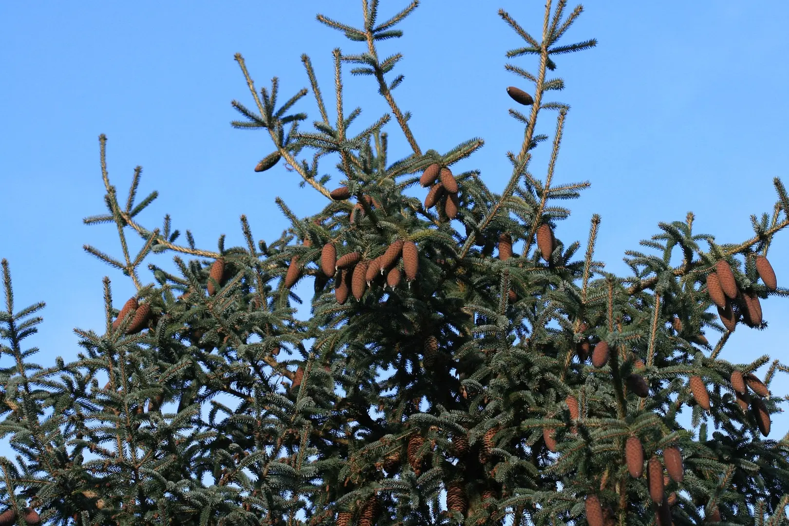 Lijiang Spruce Seeds - Image 2