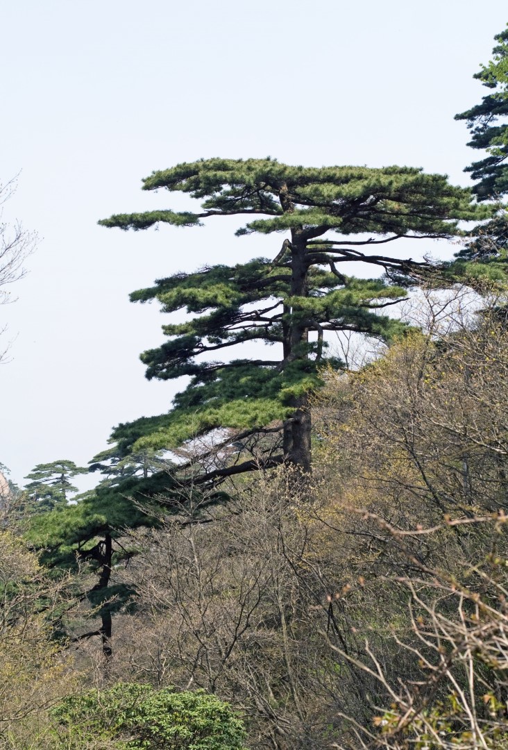 Huangshan Pine Seeds