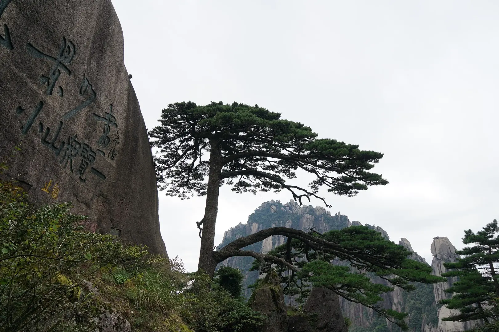 Huangshan Pine Seeds - Image 4