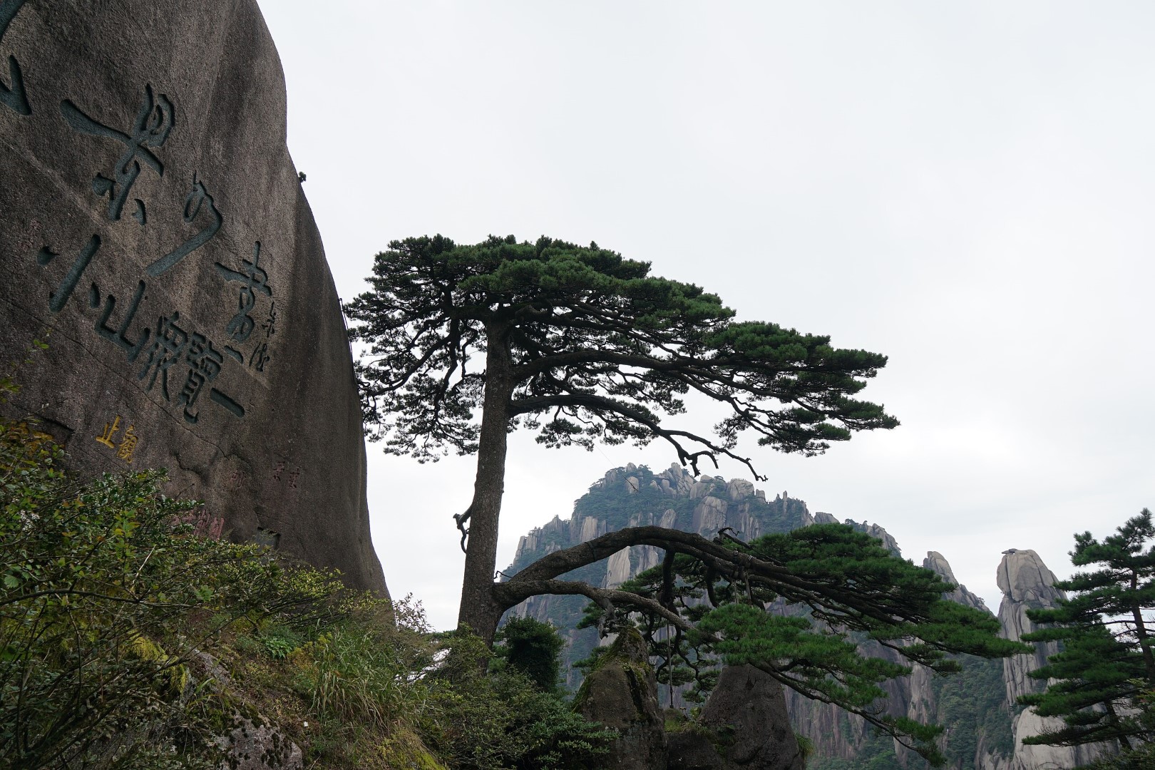 Huangshan Pine Seeds - Image 4