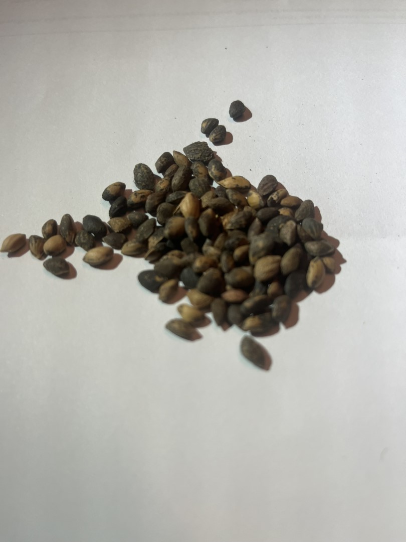 Huangshan Pine Seeds - Image 5