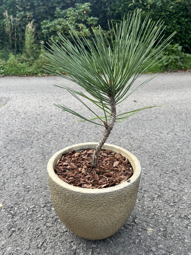 Jeffrey's Pine 20/40cm (3L)