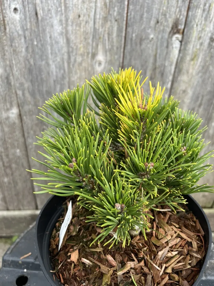 Pinus mugo - Dwarf Mountain Pine 'Carsten'