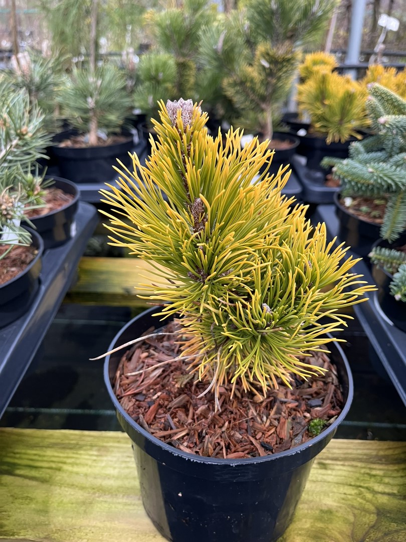 Pinus mugo - Dwarf Mountain Pine 'Carsten' 10/20cm (2L)