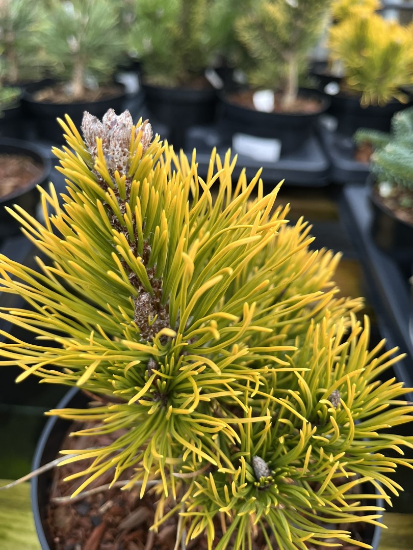 Pinus mugo - Dwarf Mountain Pine 'Carsten' 10/20cm (2L)