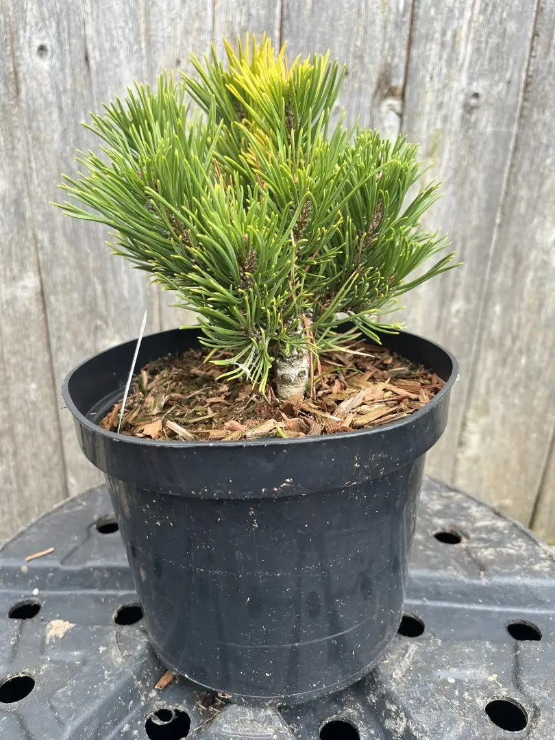 Pinus mugo - Dwarf Mountain Pine 'Carsten'