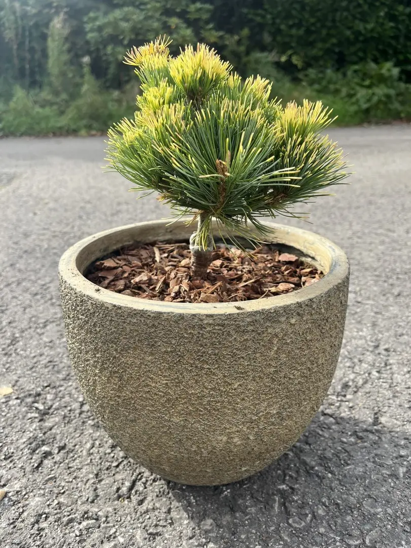 Japanese White Pine 'Goldilocks' 10/20cm (2L)