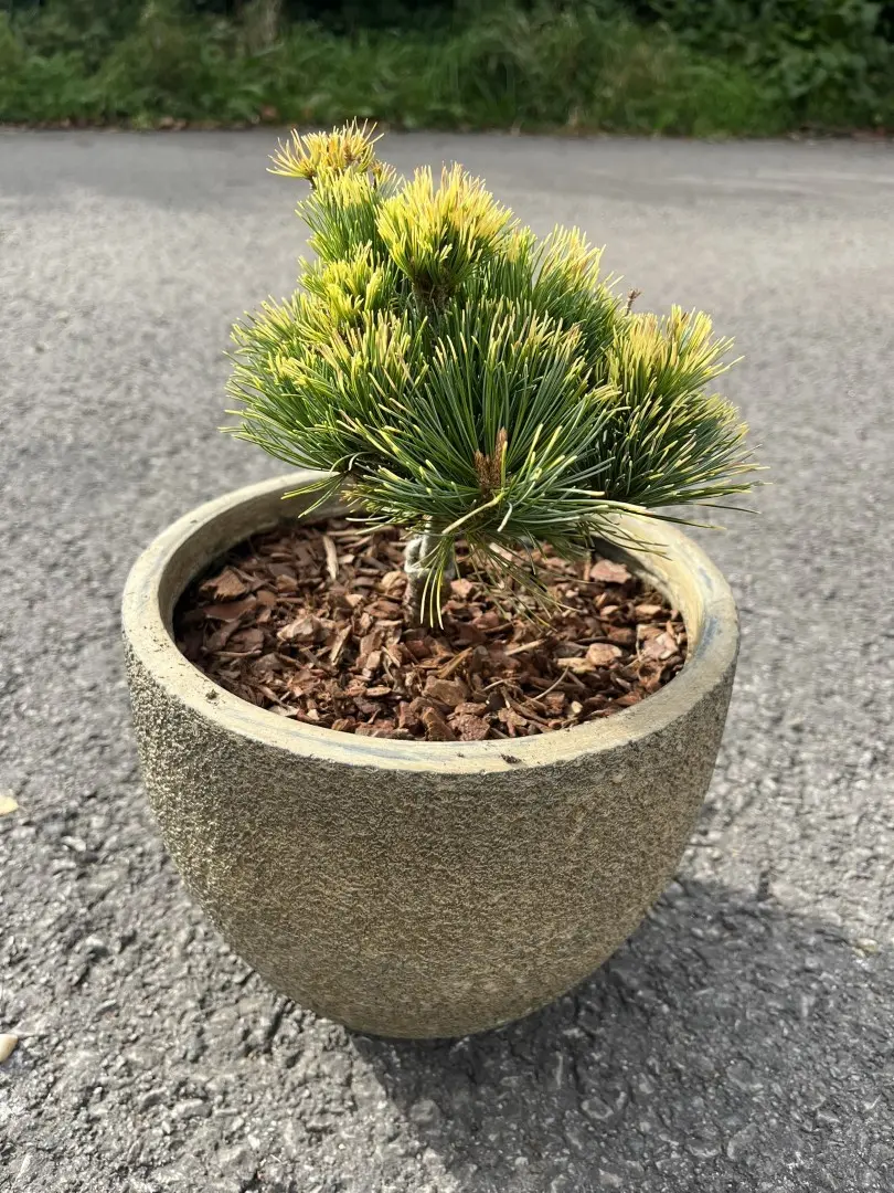 Japanese White Pine 'Goldilocks' 20/40cm (2L) - Image 4