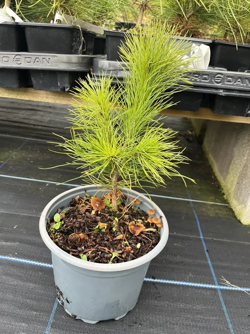Pinus peuce - Macedonian pine