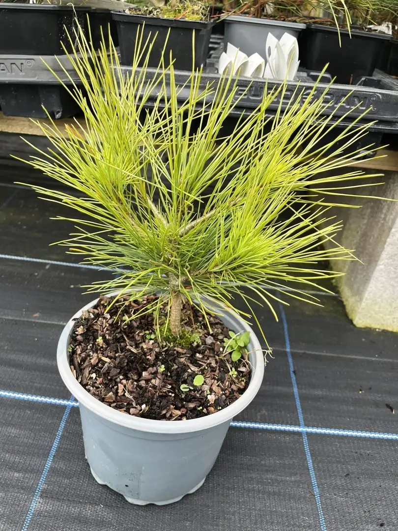 Pinus peuce - Macedonian pine