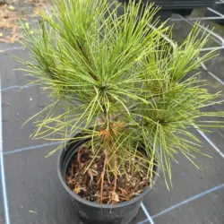 Macedonian Pine 10/20cm (2L)